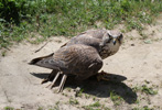 Tierpark Hellabrunn: Wuestenbussard