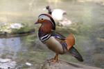 Tierpark Hellabrunn: Mandarinente