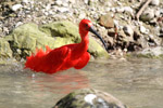 Tierpark Hellabrunn: roter Sichler