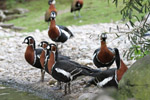 Tierpark Hellabrunn: Rothalsgans