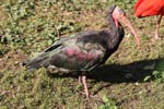 Tierpark Hellabrunn: Waldrapp